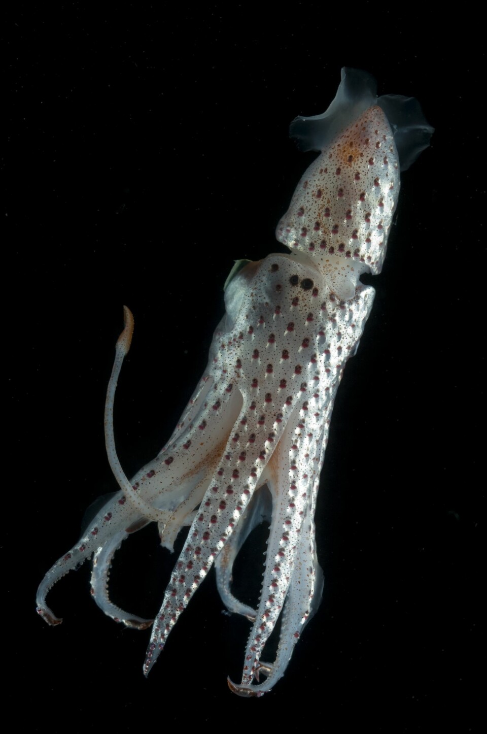 'Dypvannsblekkspruten Histioteuthis bonellii er blant skapningene vi finner i det uoppdagede dypet. (Foto: David Shale)'