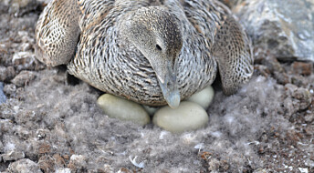 Fuglene rakk å klekke eggene før isbjørnen kom. Nå gleder forskere seg over å se så mange fugleunger