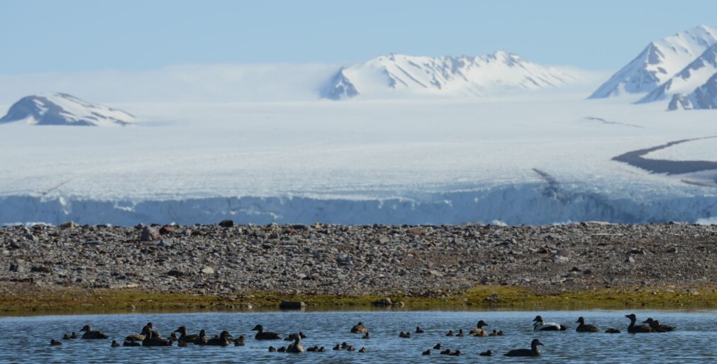 TILBAKE. Forskerne observerte store kull med de bakkehekkende fuglene ærfugl og hvitkinngås i Kongsfjorden på Svalbard i år, i motsetning til de tre foregående årene. På bildet svømmer en flokk ærfugler, både voksne og unger, ved Leirholmen. TILBAKE. Forskerne observerte store kull med de bakkehekkende fuglene ærfugl og hvitkinngås i Kongsfjorden på Svalbard i år, i motsetning til de tre foregående årene. På bildet svømmer en flokk ærfugler, både voksne og unger, ved Leirholmen.