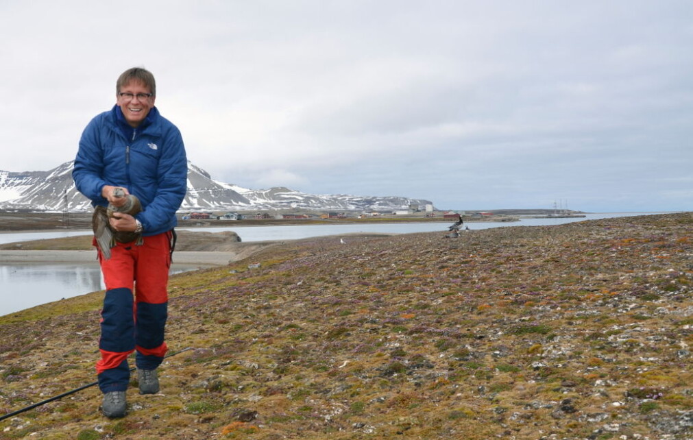 ET GODT ÅR. – Vi trenger disse gode årene for å få opp fugletallene, sier sjøfuglforsker Geir Wing Gabrielsen. ET GODT ÅR. – Vi trenger disse gode årene for å få opp fugletallene, sier sjøfuglforsker Geir Wing Gabrielsen.