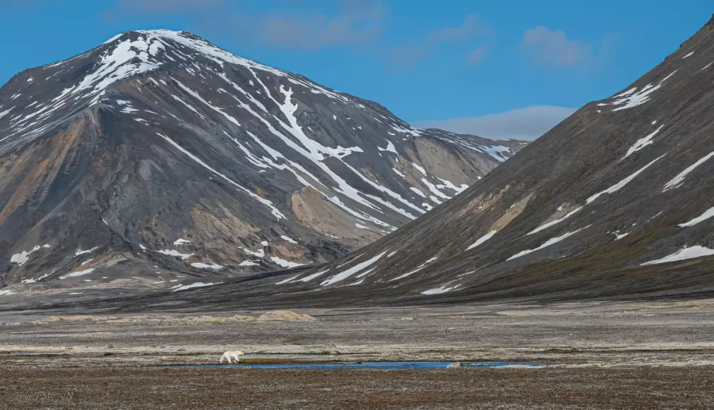 SØKER MER MOT LAND I dag trekker flere isbjørner enn tidligere til land på sommerstid for å finne mat.