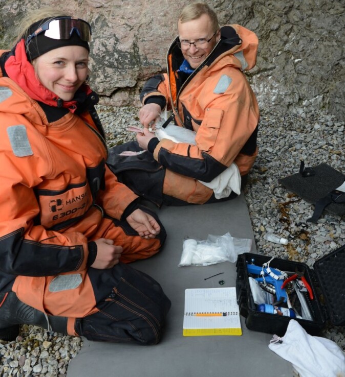 LANGE TIDSSERIER. Overvåkning viser at det blir flere polarmåker i Kongsfjorden, mens de blir færre på Bjørnøya. Her tar forskere prøver av en polarmåke. LANGE TIDSSERIER. Overvåkning viser at det blir flere polarmåker i Kongsfjorden, mens de blir færre på Bjørnøya. Her tar forskere prøver av en polarmåke.