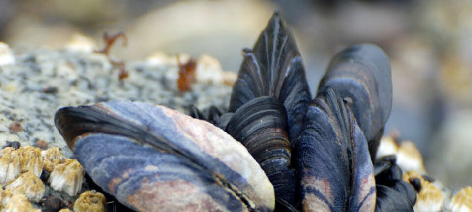 Mytilus californianus, en slektning av blåskjell fra Stillehavet. (Foto: iStockphoto)