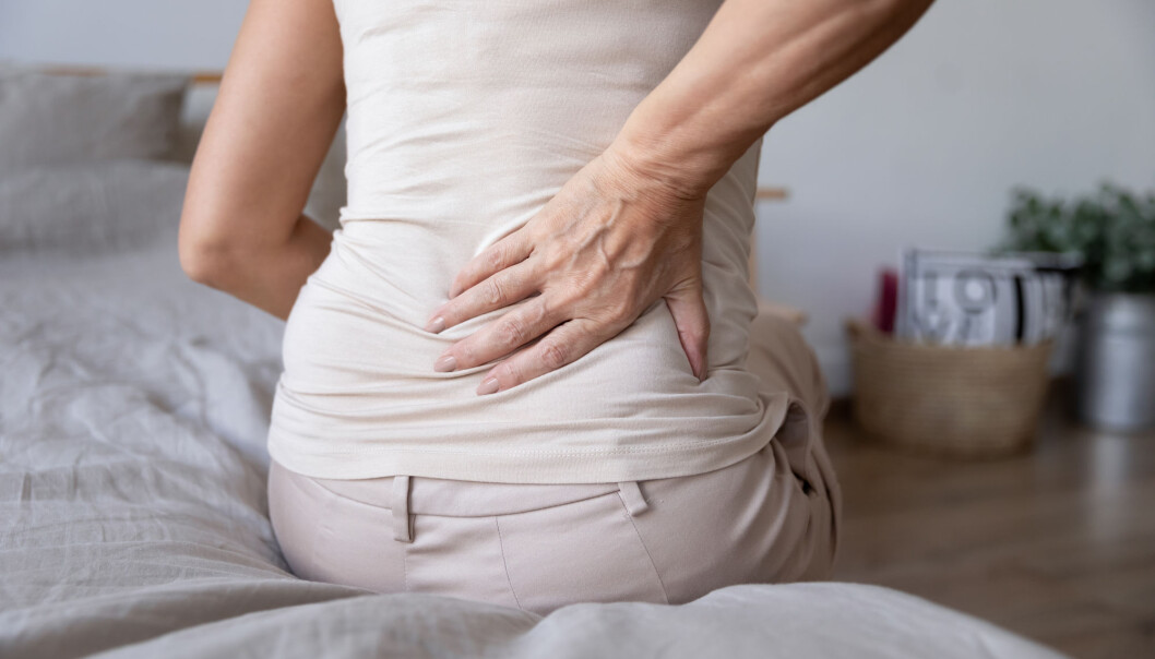 Kan kroppens immunsystem stå bak smertene hos mennesker med fibromyalgi? Studier på mus antyder det Kan kroppens immunsystem stå bak smertene hos mennesker med fibromyalgi? Studier på mus antyder det