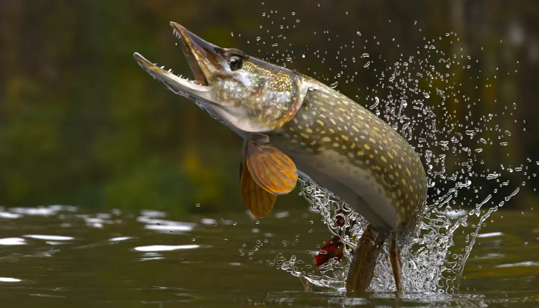 Northern,Pike,Fish,Jumping,Out,Of,Lake,Or,River,With
