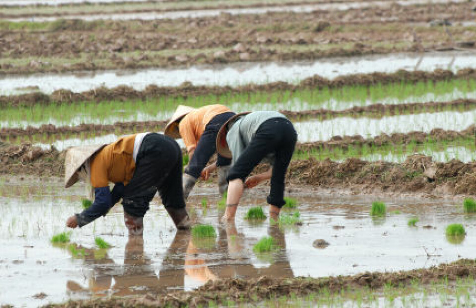 'Kinas bønder har flere muligheter enn noengang, men det har heller aldri vært flere sosiale opprør på den kinesiske landsbygda. (Illustrasjonsfoto: iStockphoto)'