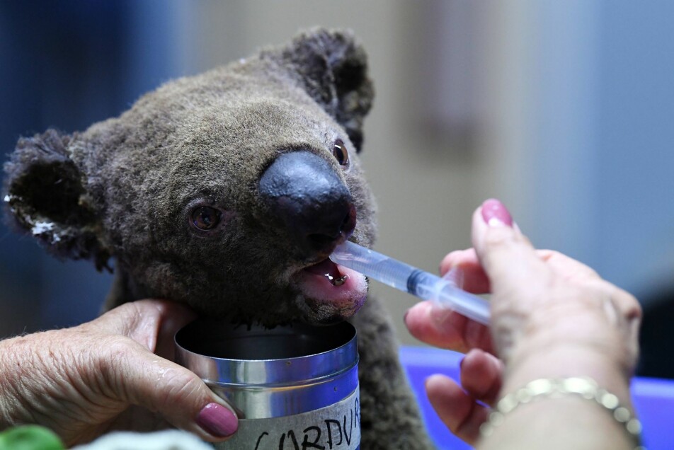 Skogbrannene i Australia gikk hardt ut over dyrelivet. Her får en koala vann og hjelp.