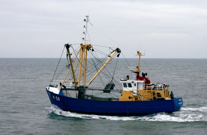 Fiskere i den sørlige delen av Nordsjøen finner fossiler på havets bunn. (Illustrasjonsfoto: Hans Hillewaert/Wikimedia Commons) Fiskere i den sørlige delen av Nordsjøen finner fossiler på havets bunn. (Illustrasjonsfoto: Hans Hillewaert/Wikimedia Commons)