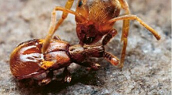 Blind bille holder maur som slaver med narkotisk stoff