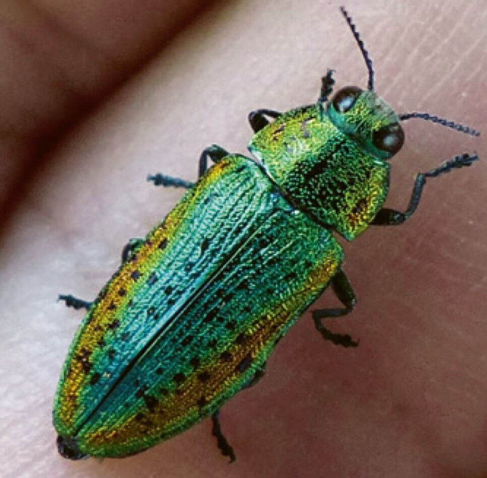 Mange biller er brune eller svarte. Men lindepraktbillen har reneste festskruden med sin blå, grønne og gule drakt.