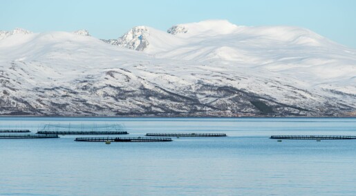 – Uten vaksinene hadde norsk fiskeoppdrett sett helt annerledes ut