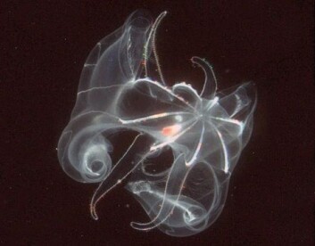 "Bathycyroe fosteri, en type ribbemanet, er vanlig å finne i dyphavsområdene i Atlanterhavet. (Foto: MAR-ECO/Marsh Youngbluth)" "Bathycyroe fosteri, en type ribbemanet, er vanlig å finne i dyphavsområdene i Atlanterhavet. (Foto: MAR-ECO/Marsh Youngbluth)"