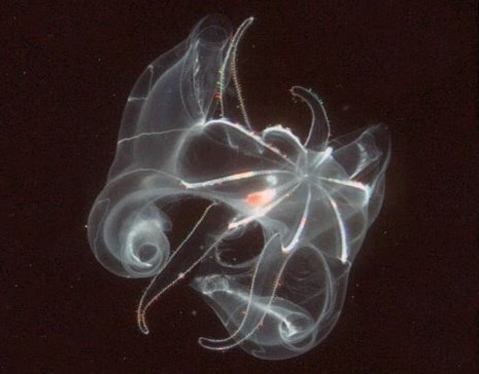 'Bathycyroe fosteri, en type ribbemanet, er vanlig å finne i dyphavsområdene i Atlanterhavet. (Foto: MAR-ECO/Marsh Youngbluth)'