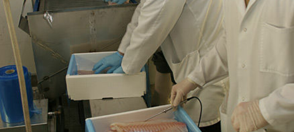 "Produksjon av superkjølt filet ved Aker Seafoods anlegg i Hammerfest. Forsker Torbjørn Tobiassen (nærmest) registrerer og loggfører temperatur i fileten."