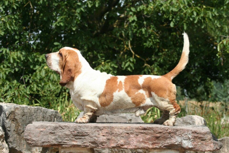 'En bassetthund i stolt, kortbeint positur. (Foto: www.colorbox.no)'