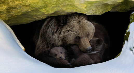 Hvordan sover bjørner når de ikke er i hi?