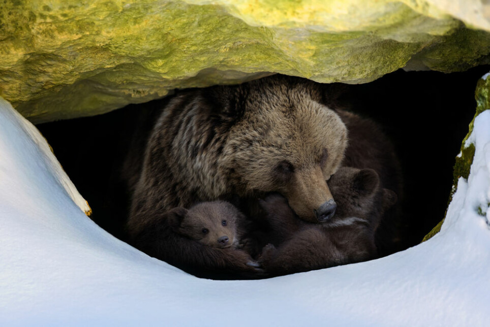 Brunbjørner (Ursus arctos) er uthvilte og klare til å lete etter mat når de våkner etter seks måneder i vinterhi. Men gjør det at de ikke trenger å sove om sommeren?