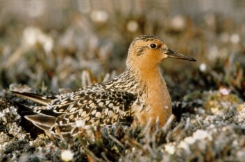 Vadefuglen polarsnipe (Calidris canutus). (Foto: Gilg & Sabard / GREA) Vadefuglen polarsnipe (Calidris canutus). (Foto: Gilg & Sabard / GREA)