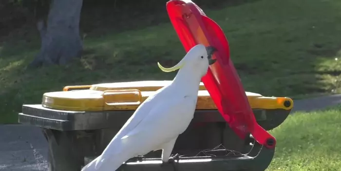Papegøyer har lært hverandre å finne mat i søppelkasser