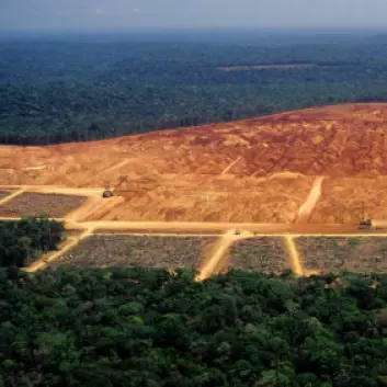 Når regnskog konverteres til jordbruksområder frigjøres store mengder karbon fra jordsmonnet og vegetasjonen.(Illustrasjonsfoto: iStockphoto)