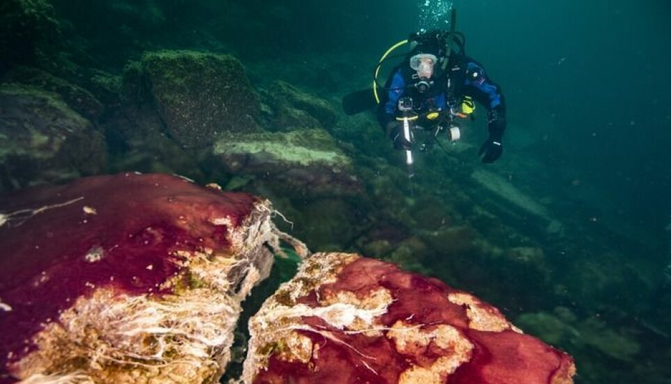 Dykker observerer mikrobene som lever dypt nede i Lake Huron i Michigan. På bildet ser du røde/lilla, grønne og hvite alge- og bakteriearter som dekker bunnen.