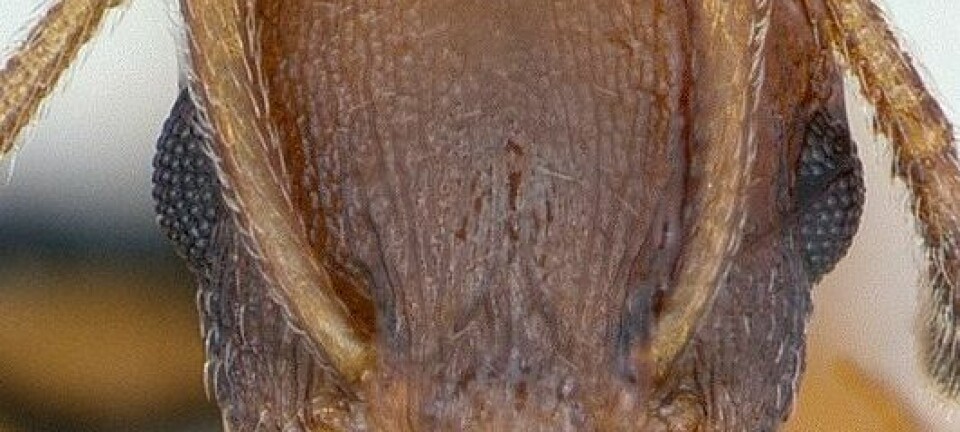 "Hva skjer i hodet på mauren Temnothorax unifasciatus? (Foto: April Nobile/ www.antweb.or /Wikimedia Commons. Se lisens)"