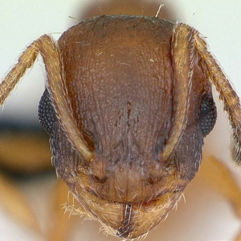 'Hva skjer i hodet på mauren Temnothorax unifasciatus? (Foto: April Nobile/ www.antweb.or /Wikimedia Commons. Se lisens)'
