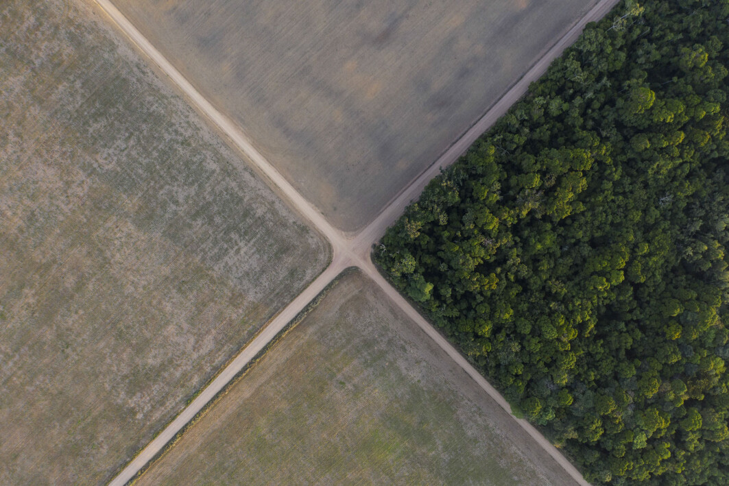 Regnskogen i Brasil må vike blant annet for 200 millioner kveg som skal ha beiteområder. Regnskogen i Brasil må vike blant annet for 200 millioner kveg som skal ha beiteområder.