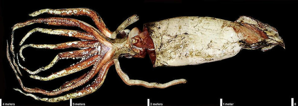 'Dette døde eksemplaret av en kjempeblekksprut er for en småtass å regne - bare 4 meter lang. (Foto: NASA)'