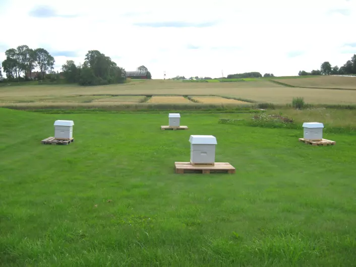 Denne arenaen brukte forskerne for å teste om biene husket hvor de bodde når de kom hjem fra honningsankingen sin. (Foto: Nicholas Baker)
