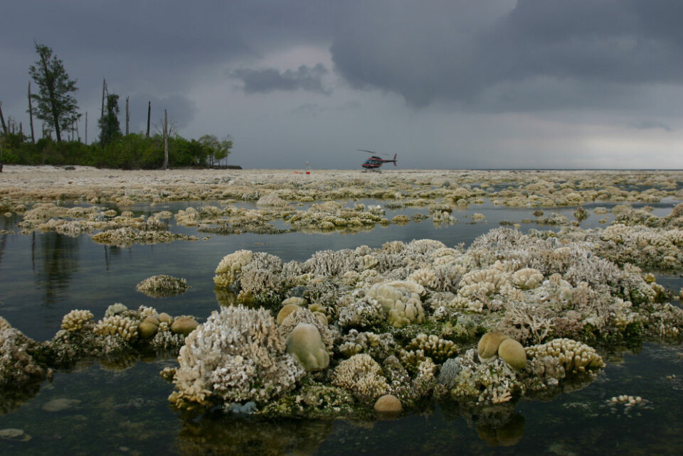 Disse korallene døde da de ble hevet over vannet under et jordskjelv som målte 8,4 på Richters skala i 2007. (Foto: Science)