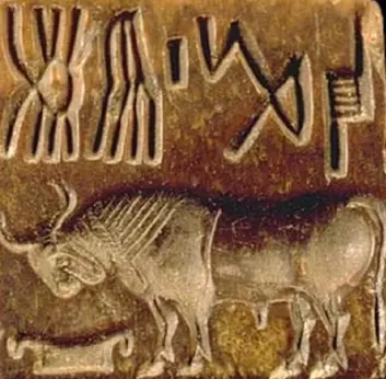 Segl fra Induskulturen med innskrift. Det er ikke kjent hvilken funksjon seglene har hatt, men de kan ha vært brukt i forbindelse med handel og frakt av varer. (Foto: J. M. Kenoyer/harappa.com)