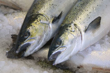 Om få år kan laksen bli frisk som en fisk - og kvitt sin influensa Om få år kan laksen bli frisk som en fisk - og kvitt sin influensa
