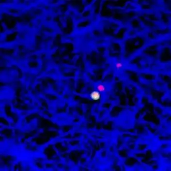 Bildet forestiller et tverrsnitt av hippocampus, hukommelsessenteret, hos en av forsøksapene. Cellen, som skiller ut seg ved ikke å være blå og har andre farger, er en stamcelle som holder på å dele seg. Forskningsresultatene viser at alkohol påvirker delingen av stamceller, og det går utover forsyningen av nye nerveceller til hippocampus (Foto: Chitra D. Mandyam)