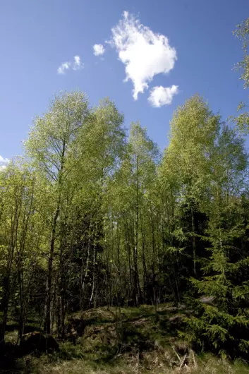 Biodiversitet bør også inkluderes i økonomimodellene, ifølge forsker Hanne K.Sjølie. Skogplanting er bra for CO2-bindingen, men det må ikke gå på bekostning av det biologiske mangfoldet. (Foto: Håkon Sparre)