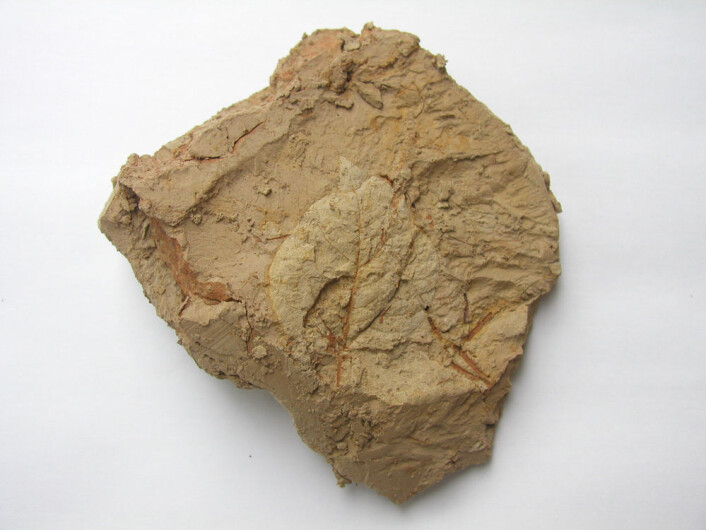 Avtrykk av et morbærblad. Var det en gang silkeproduksjon i Sanyangzhuang?(Foto: Henan Provincial Institute of Cultural Relics and Archaeology) Avtrykk av et morbærblad. Var det en gang silkeproduksjon i Sanyangzhuang?(Foto: Henan Provincial Institute of Cultural Relics and Archaeology)