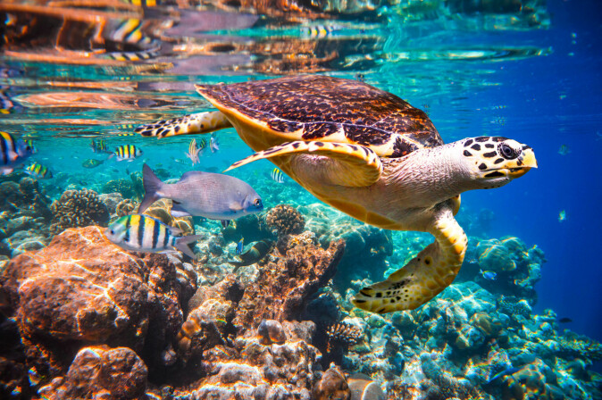 Are coral reefs doomed to disappear? A hawksbill turtle floats under water in the Maldives Indian Ocean coral reef.