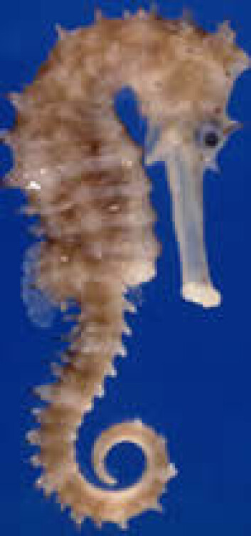 "Gul sjøhest, eller Hippocampus kuda. (Foto: Natural History Museum London)" "Gul sjøhest, eller Hippocampus kuda. (Foto: Natural History Museum London)"