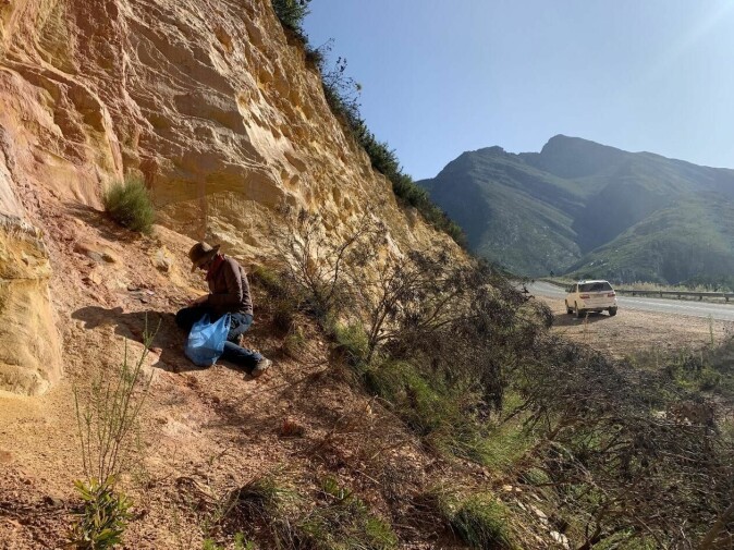 COLLECTING SAMPLES: Velliky collecting ochre at Garcia Pass, ca. 50 km north of Blombos Cave in South Africa, March 2020.