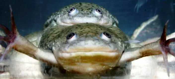 "To genetiske hanner parer seg. I noen tilfeller kan de få avkom sammen. Den underste frosken kan på grunn av en hormonell ubalanse, produsere levedyktige egg. (Foto: Tyrone Hayes)"