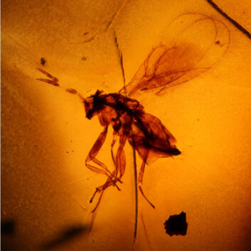 Parasittveps innkapslet i rav, fra gruppen Trichogrammatidae. Kroppen er kun cirka trekvart millimeter. Alder: 95 millioner år gammel. Funnet i Etiopia, Afrika. (Foto: PNAS/ Alexander R. Schmidt) Parasittveps innkapslet i rav, fra gruppen Trichogrammatidae. Kroppen er kun cirka trekvart millimeter. Alder: 95 millioner år gammel. Funnet i Etiopia, Afrika. (Foto: PNAS/ Alexander R. Schmidt)