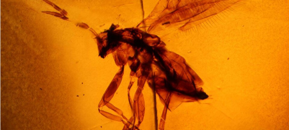 Parasittveps innkapslet i rav, fra gruppen Trichogrammatidae. Kroppen er kun cirka trekvart millimeter. Alder: 95 millioner år gammel. Funnet i Etiopia, Afrika. (Foto: PNAS/ Alexander R. Schmidt)