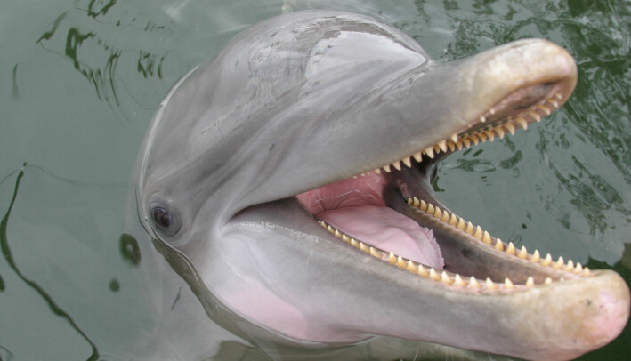 Delfinene har også en tanngard som er tilpasset å spise fisk.