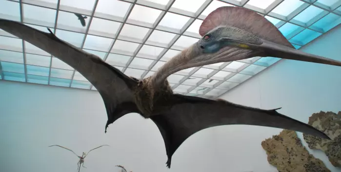 Slik trodde forskerne at den enorme Hatzegopteryx så ut før. Denne bor på et museum i Tyskland.