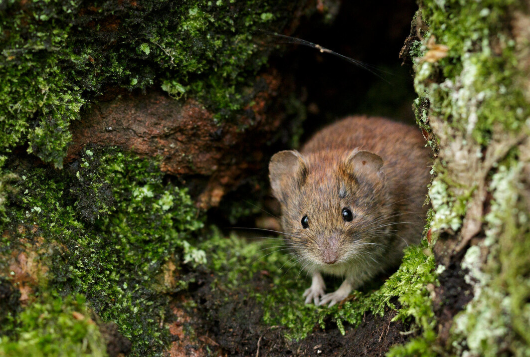 Vintrene i nord har blitt våtere. Dette har ført til økt spredning av musepestvirus blant gnagere, noe som forårsaker zoonosesykdommen musepest hos mennesker. Vintrene i nord har blitt våtere. Dette har ført til økt spredning av musepestvirus blant gnagere, noe som forårsaker zoonosesykdommen musepest hos mennesker.