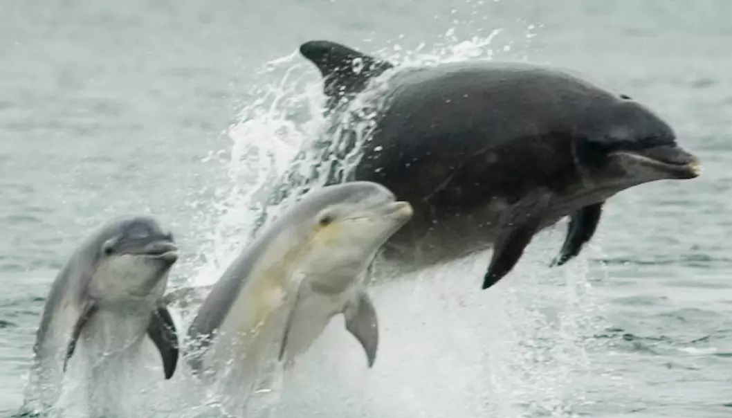 Delfin-mamma trenger venninner