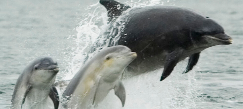 Delfin-mamma trenger venninner