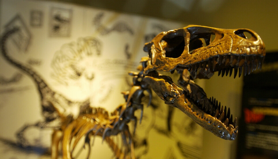 Tyrannosaurus rex er kanskje den aller mest kjente dinosauren. På Naturhistorisk museum har de en kopi av et skjelett. Den heter Stan.