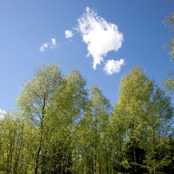 (Foto: Håkon Sparre) (Foto: Håkon Sparre)