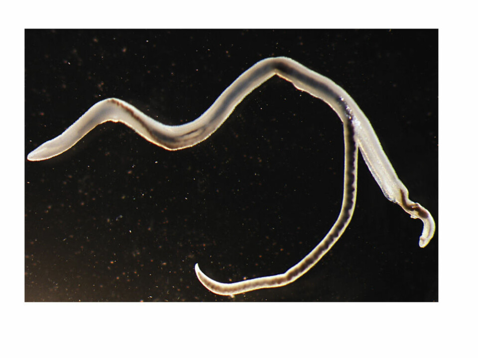 Parasittormen Schistosoma japonicum.